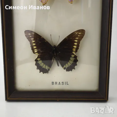 Препарирани пеперуди в рамка от Бразилия #5891, снимка 3 - Други ценни предмети - 50268046