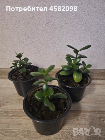 Дървото на живота, снимка 4 - Стайни растения - 53598347