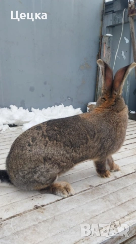 Продавам зайка, снимка 3 - Други - 52810039