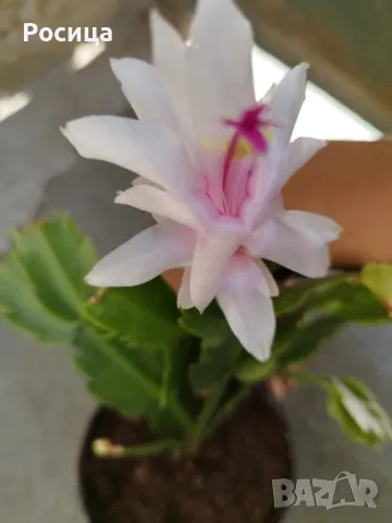 коледниче, снимка 2 - Стайни растения - 50414903