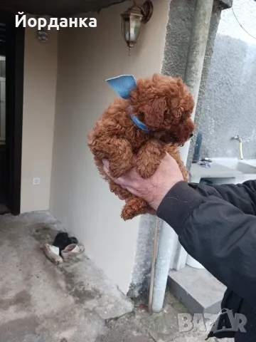 Момченце - мини пудел, снимка 1