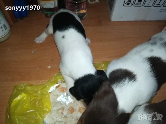 ДЖАК РЪСЕЛ 250ЛВ ЗА КУТРЕ 2509251343, снимка 6 - Джак ръсел териер - 51834098