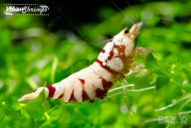 Fancy Tiger red  аквариумни скариди 