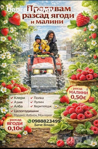  ягуди и малини