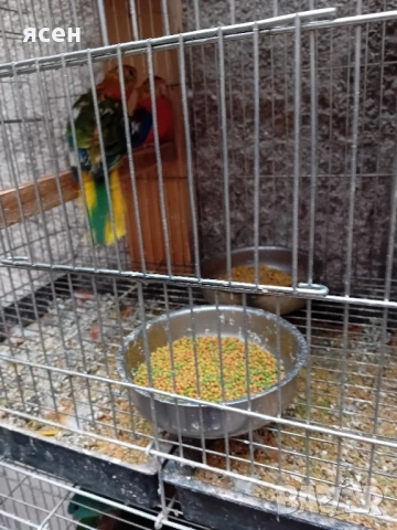 Продавам лазурни неофеми , снимка 4 - Папагали - 51867306