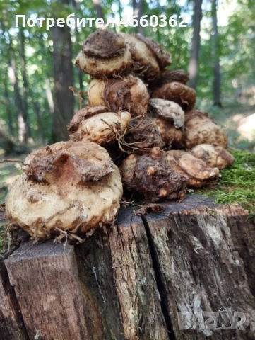 Змийска хурка - екстра качество!, снимка 4 - Сортови семена и луковици - 52532849