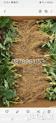 Разсад ягоди целогодишни , снимка 10 - Разсади - 49884414