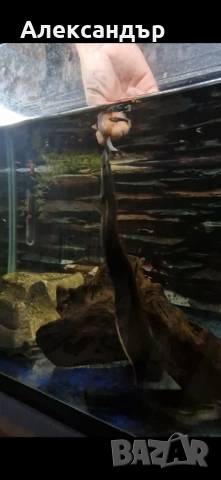 огнена змиорка, снимка 7 - Рибки - 51695411