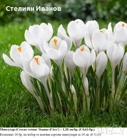 СОРТОВИ МИНЗУХАРИ – ЛУКОВИЦИ, снимка 11 - Сортови семена и луковици - 52372805