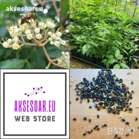 400 висококачествени семена от медоносното дърво на пчеларя Еводия Даниели и разсад дръвчета Euodia , снимка 16 - Сортови семена и луковици - 49008191