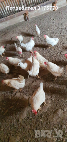 Продавам кокошки, снимка 4 - Кокошки и пуйки - 44746561