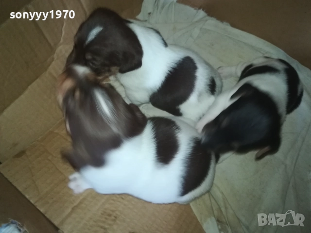 ПРОДАВАМЕ КУТРЕТА-ДЖАК РЪСЕЛ 250ЛВ ЗА 1БР 0309250738, снимка 16 - Джак ръсел териер - 51587007