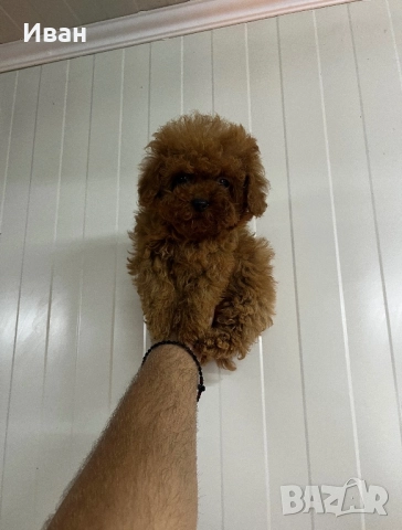 Teacup / тийкъп пудел, снимка 3 - Пудели - 52529632