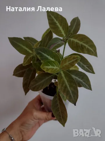 Руелия, ruellia Makoyana