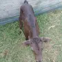 Мъжко Теле Ямбол , снимка 3
