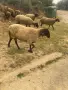  Продавам черноглави агнета, снимка 4