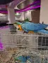 Продавам Синьожълта Ара, снимка 2