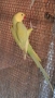 Папагал Малък Александър /женска 2г., снимка 2