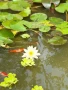 Растения за езеро ,лилии , предлагам и риби езерни , снимка 16