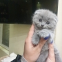 Шотландски котенца на 2 месеца, снимка 9