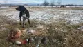 Курцхаари на две години , снимка 3