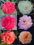 рози , снимка 2