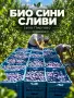 Продавам сини сливи , снимка 1