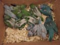 Ръчно хранени папагали монах, снимка 4
