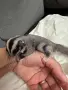 летяща захарна катеричка , снимка 1