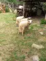 Продавам агнета , снимка 2