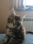 Продавам котета Мейн Куун, снимка 1 - Мейн кун - 44552445