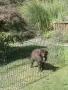 Каракачански кучета, снимка 9
