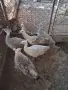 Продавам пауни опал, снимка 3