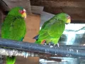 Ръчно хранени бебета папагали от развъдник, снимка 4