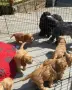 кокер шпаньол чистокръвно момче, снимка 4