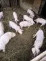 20-килограмови прасенца , снимка 2