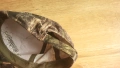 FISH CAMO CAP размер One Size за лов риболов шапка - 2244, снимка 4
