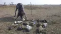 Курцхаари на две години , снимка 9