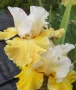 Сортови вискоки ириси /брадати ириси/обикновенни ириси, снимка 17