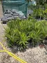 Палми трахикарпус , снимка 2