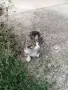 Подарявам котенца , снимка 1