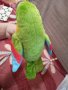 Цветен разговорлив папагал Интерактивна записваща и музикална играчка, която маха с криле и учи деца, снимка 11