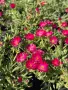Делосперма/Delosperma cultivars sel® ‘LIDO MAGENTA’, снимка 3