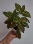 Руелия, ruellia Makoyana, снимка 1
