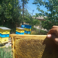 Пчелни отводки ЛР, снимка 4 - За пчели - 36311351