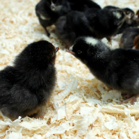 Еднодневни пилета и разплодни яйца, снимка 6 - Кокошки и пуйки - 44728762