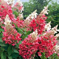 Хортензия Розова Кралица за супер слънце, Hydrangea paniculata `Pink Queen`, снимка 2 - Градински цветя и растения - 41281538