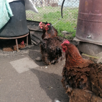 Яйца катунски кокошки червена линия , снимка 7 - други­ - 44797078