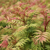 Сорбария, Sorbaria sorbifolia Sem, студоустойчива, снимка 2 - Градински цветя и растения - 44767094