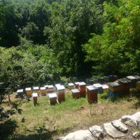100% Чист пчелен мед от производител Горски букет!, снимка 3 - Пчелни продукти - 28929399